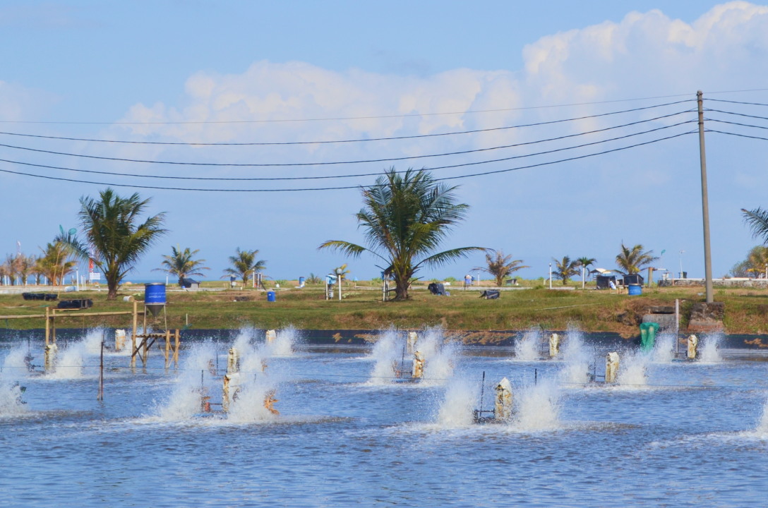 fishpond