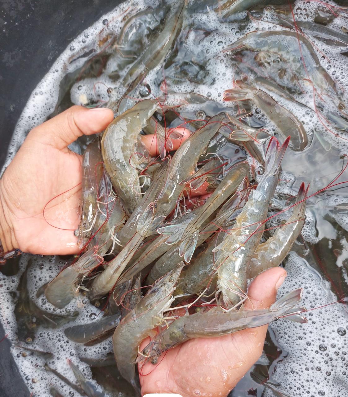 Hindari 3 Penyebab Pencernaan Udang Tidak Sehat