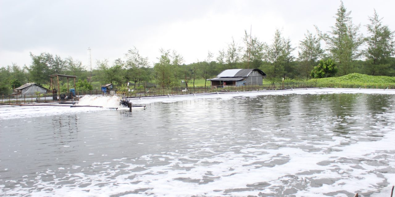 Budidaya udang ecogreen yang ramah lingkungan